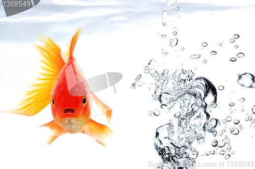 Image of goldfish