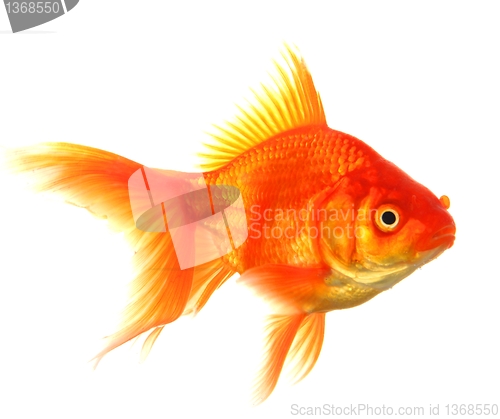 Image of goldfish