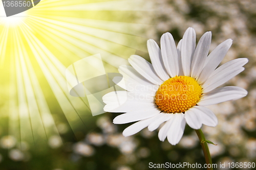 Image of daisy flower on a summer field