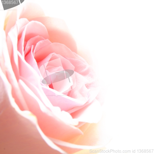 Image of rose flower