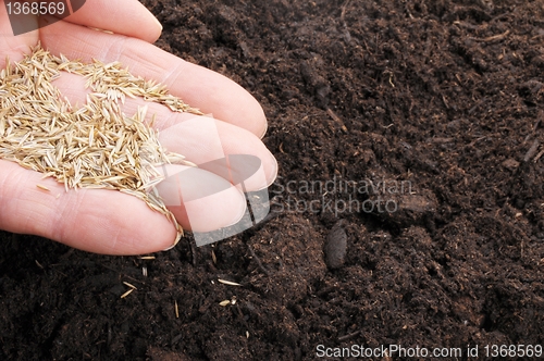 Image of hand sowing seed