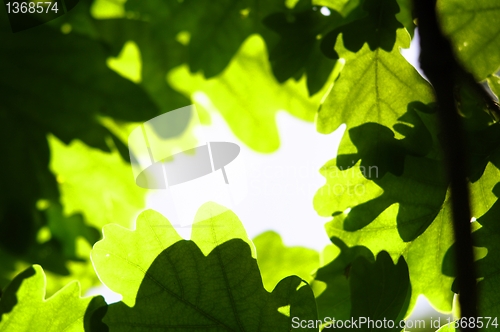 Image of leaves