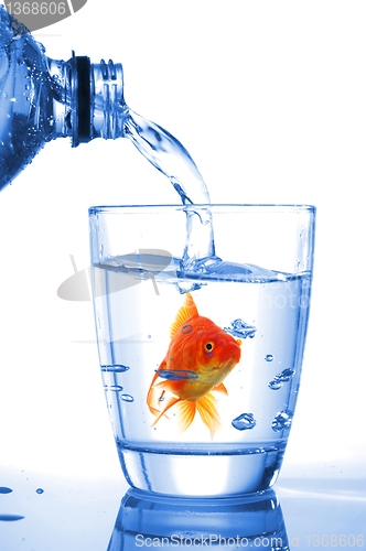 Image of goldfish