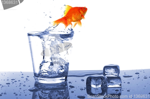 Image of goldfish