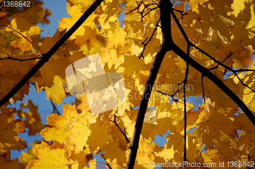 Image of Fall leaves