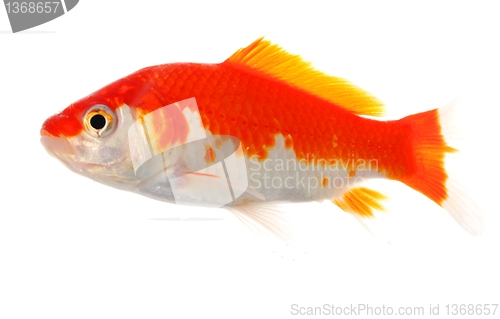 Image of goldfish