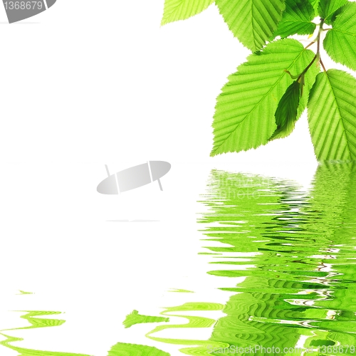 Image of leaf