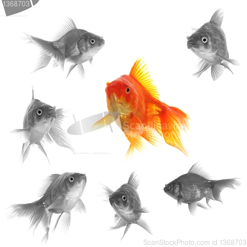 Image of goldfish