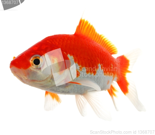 Image of goldfish