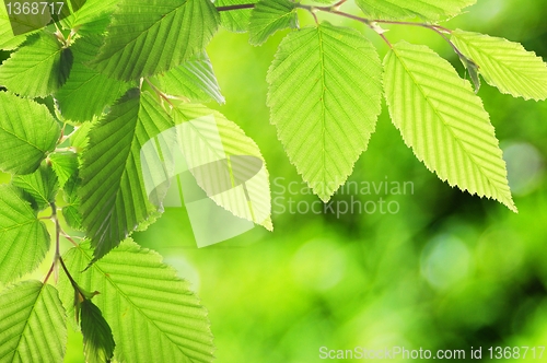Image of green summer leaves
