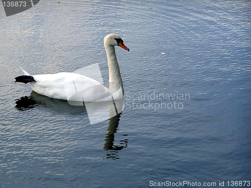 Image of Swan