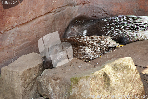 Image of Indian Crested Porcupines