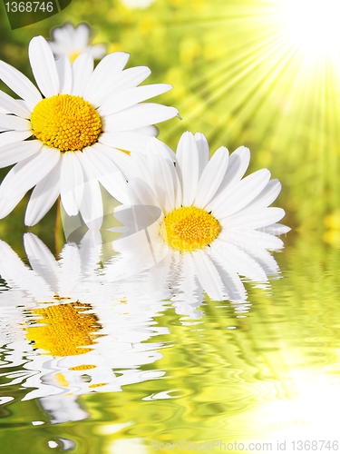 Image of daisy flower