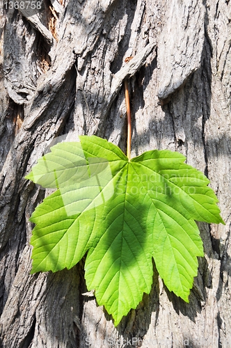 Image of leaf and copyspace