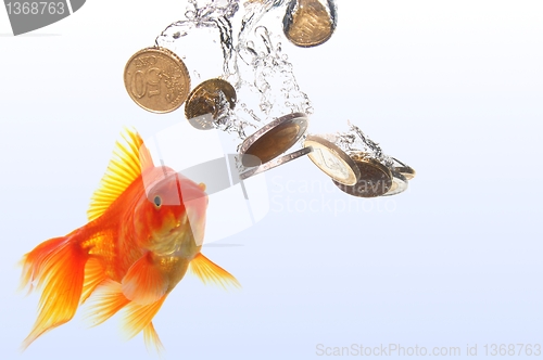 Image of goldfish and money