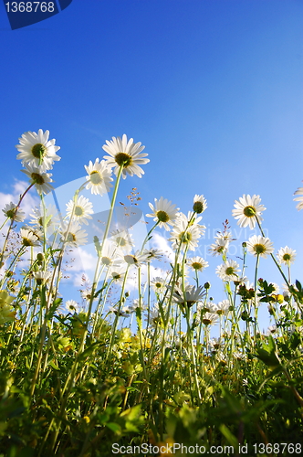 Image of daisy flower from below with blue sky