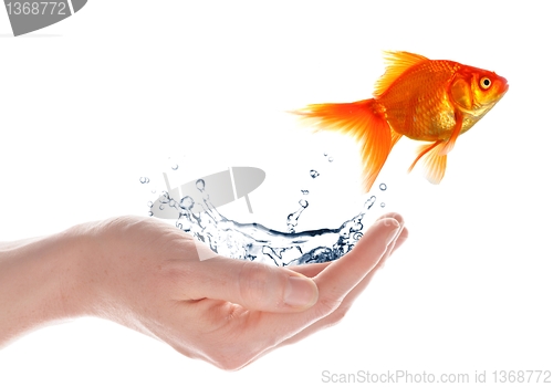 Image of goldfish