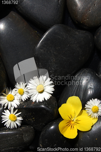 Image of daisy flowers on black stones