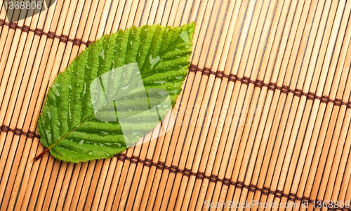Image of leaf