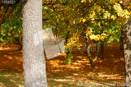 Image of forest and garden with golden leaves at fall