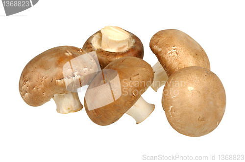 Image of brown champignon