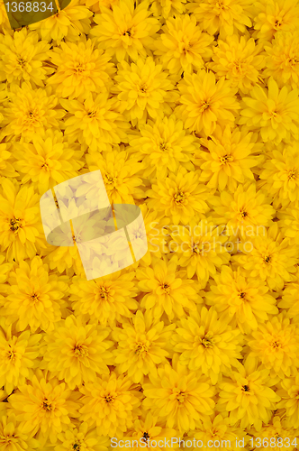 Image of Group of Rudbeckia laciniata flower heads – yellow daisy background