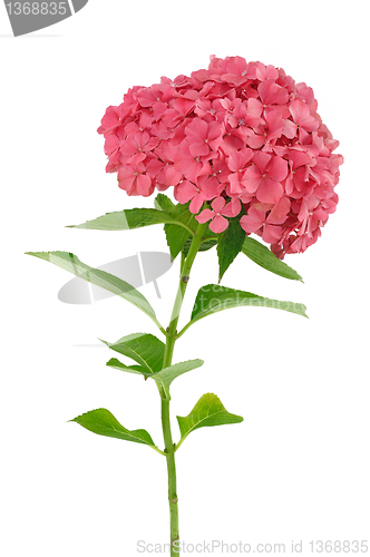 Image of Hydrangea macrophylla  flower  isolated on white background