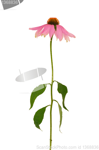 Image of Echinacea purpurea  flower over white background