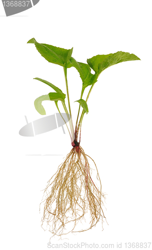 Image of Echinacea purpurea  seedling over white background