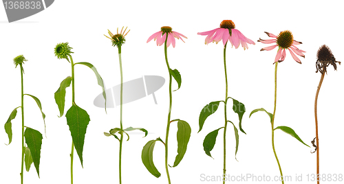 Image of Evolution of Echinacea purpurea  flower  isolated on white background