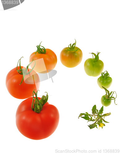 Image of Evolution of red tomato isolated on white background