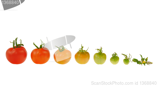 Image of Evolution of red tomato isolated on white background