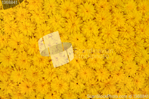 Image of Group of Rudbeckia laciniata flower heads – yellow daisy background