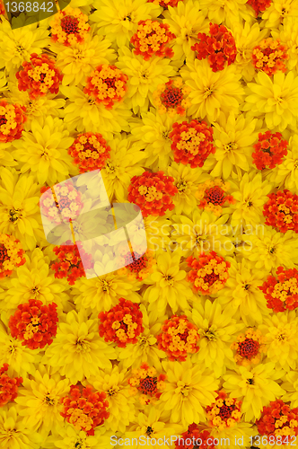 Image of Group of Rudbeckia laciniata and Lantana camara flower heads