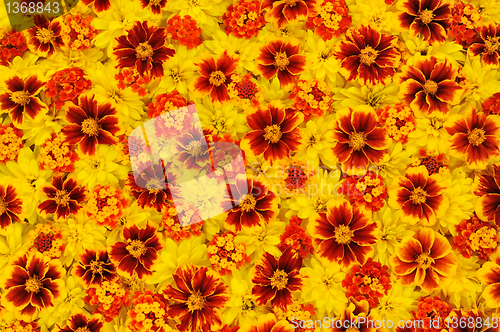 Image of Rudbeckia laciniata, Lantana camara, Tagetes - flower heads