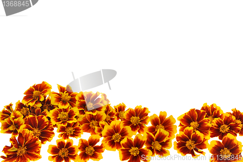 Image of Marigold  flower heads over white background