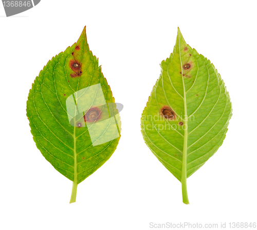 Image of Diseased leaf of  Hydrangea serrata Blue Bird – fungus Cercospora