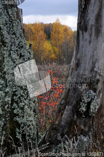 Image of View Between Tree Trunks