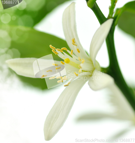 Image of Lemon flower 