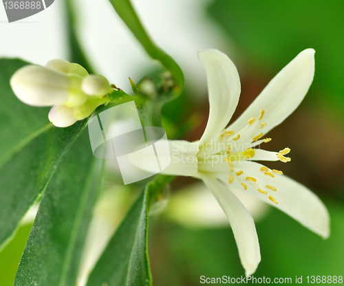 Image of Lemon flower