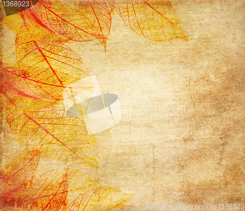 Image of Skeleton leaves grunge  background 