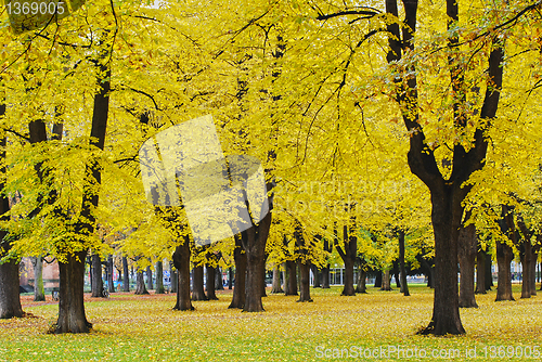 Image of Autumn