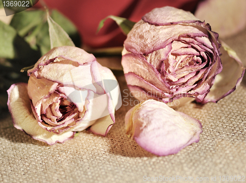 Image of dried roses close up 