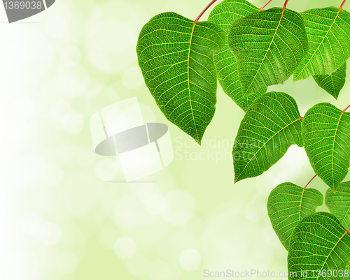 Image of fresh green leaves background