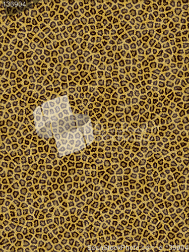 Image of Leopard pattern