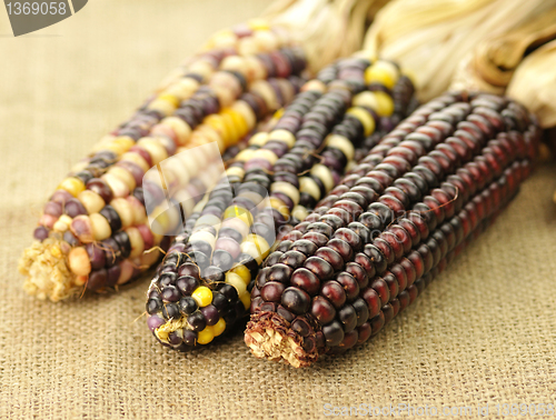 Image of indian corn 