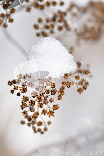 Image of dried winter plant with snow 
