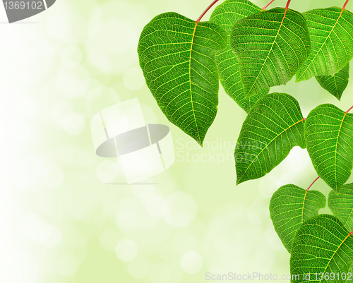 Image of fresh green leaves background