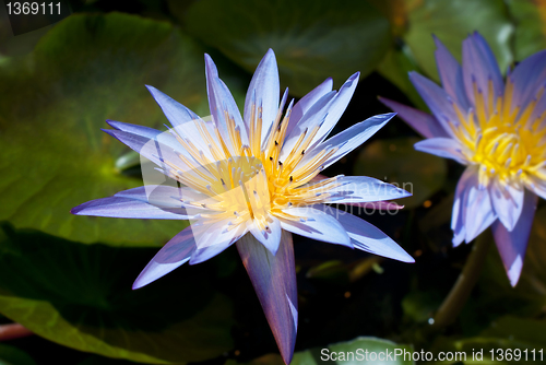 Image of Water Lily