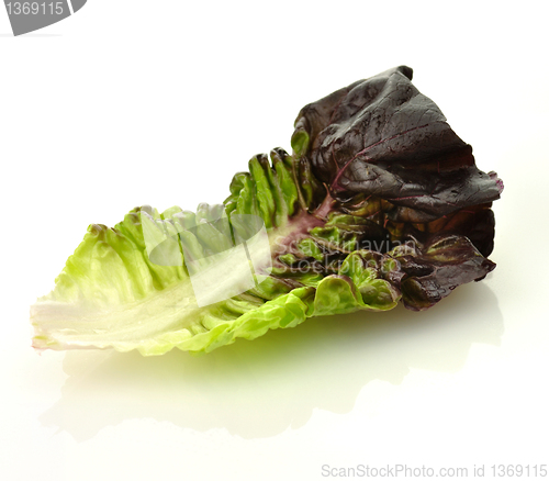 Image of red lettuce leaf 